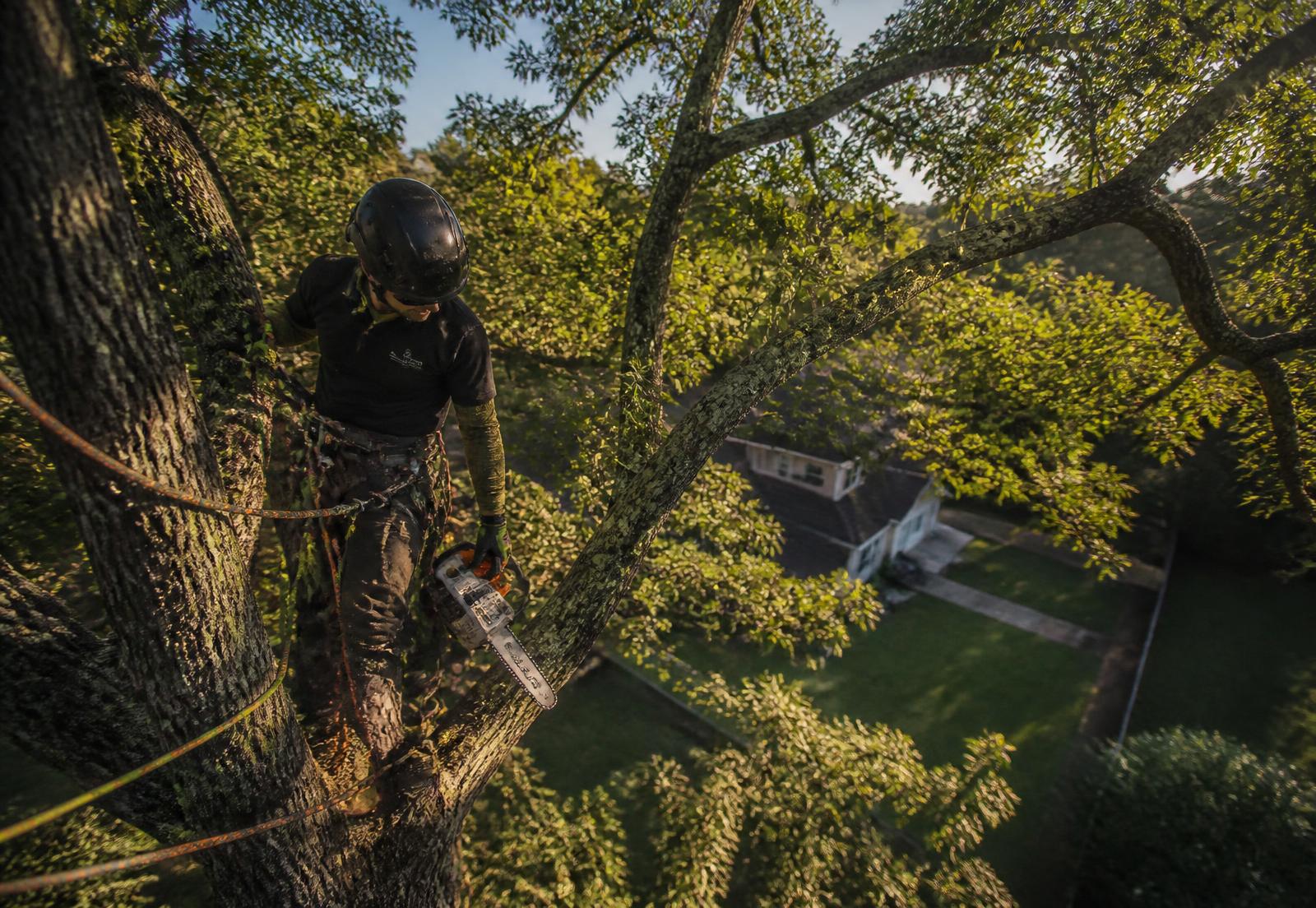 Certified climber removing limbs from a tall oak above a Peachtree City home